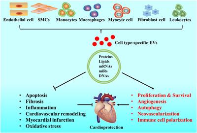 Extracellular Vesicles in Cardiovascular Diseases: Diagnosis and Therapy